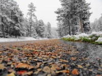 Early Winter in BH Sep 11.jpg